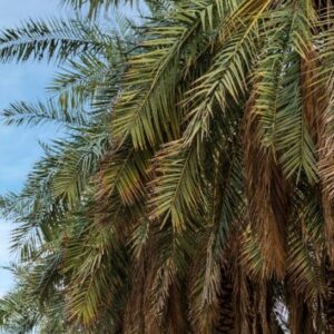 West Coast & Northern of KSA - OCT